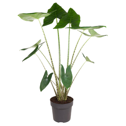 Paris - Alocasia Zebrina