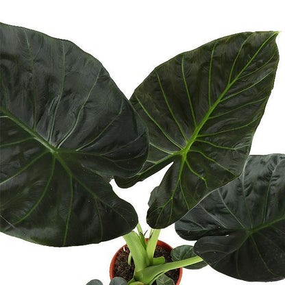 New York - Alocasia Regal Shield