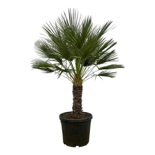 Larissa - Chamaerops Humilis (Tree)