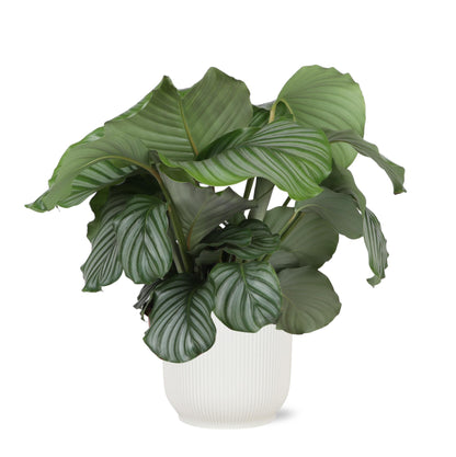 Venice - Calathea Orbifolia