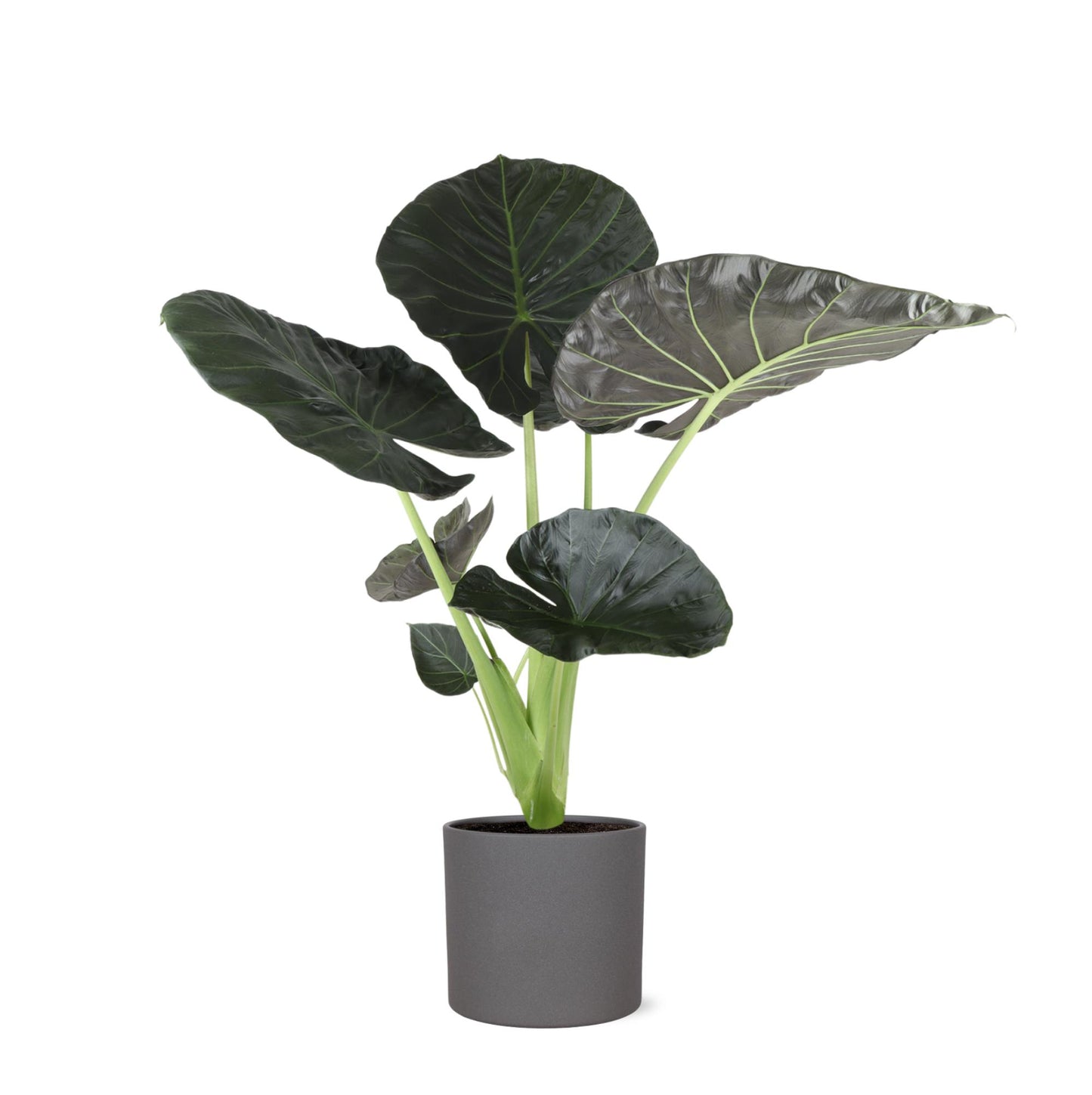 New York - Alocasia Regal Shield