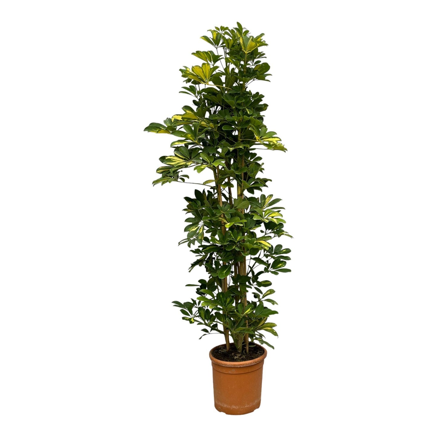 Salvador - Schefflera Gold Capella