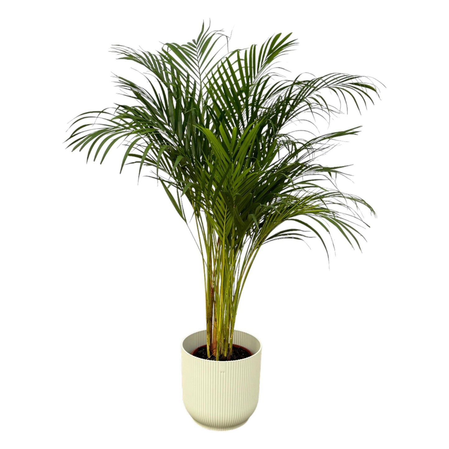 Hong Kong - Areca palm