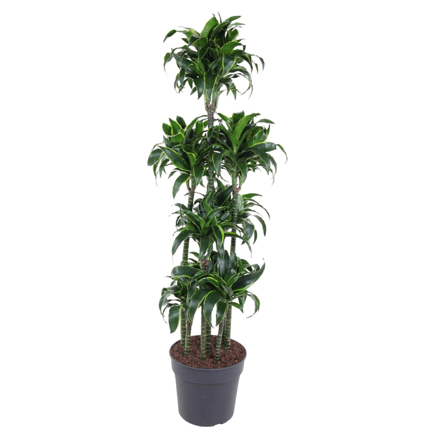 Milan - Dracaena Dorado