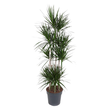 Houston - Dracaena Marginata