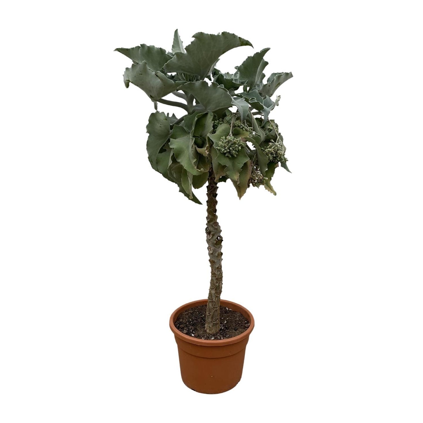 Granada - Kalanchoë Beharensis (Tree)