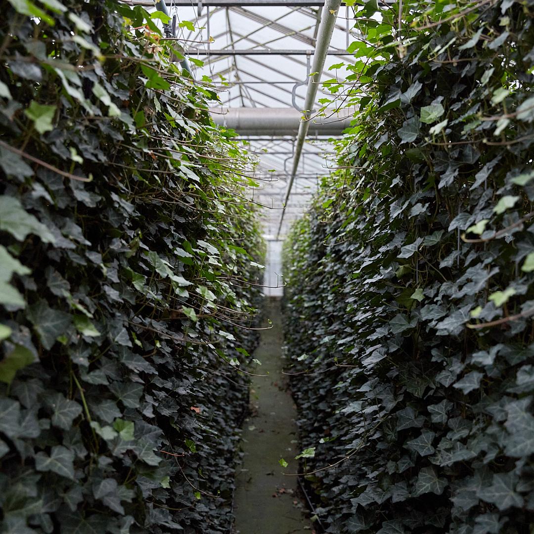 Hedera Hibernica - Ivy - Pre Grown hedge