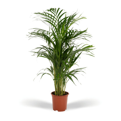 Hong Kong - Areca palm