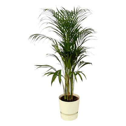 Hong Kong - Areca palm