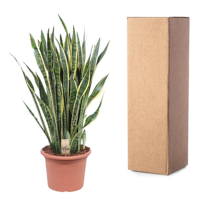 Nassau - Sansevieria Laurentii