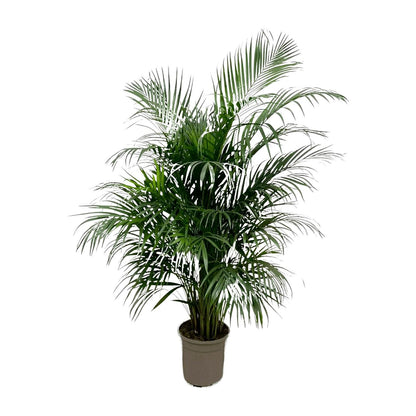 Hong Kong - Areca palm