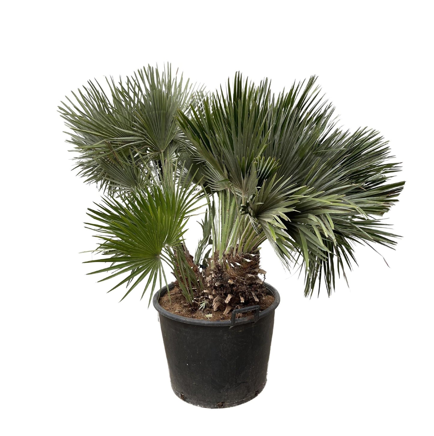 Vancouver - Chamaerops Humilis