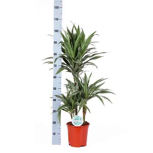 Doha - Dracaena Warneckii