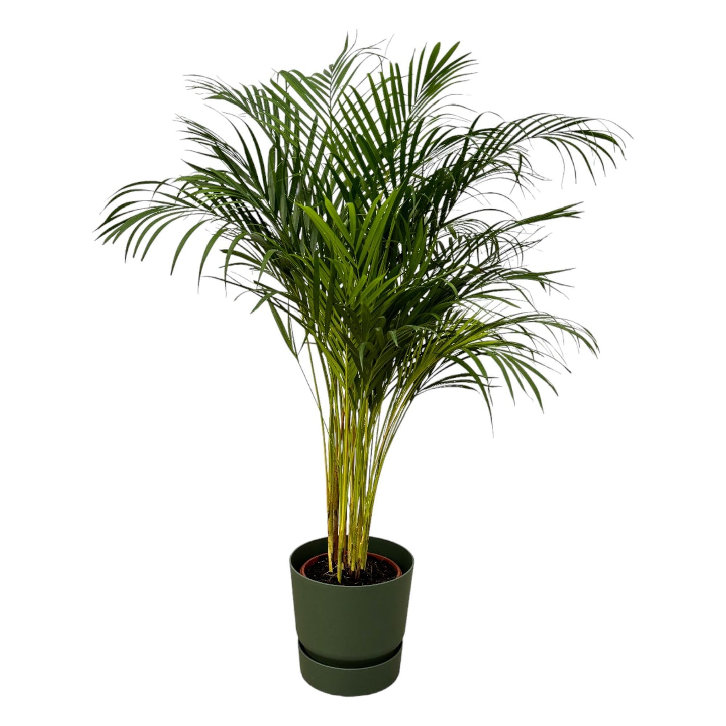 Hong Kong - Areca palm