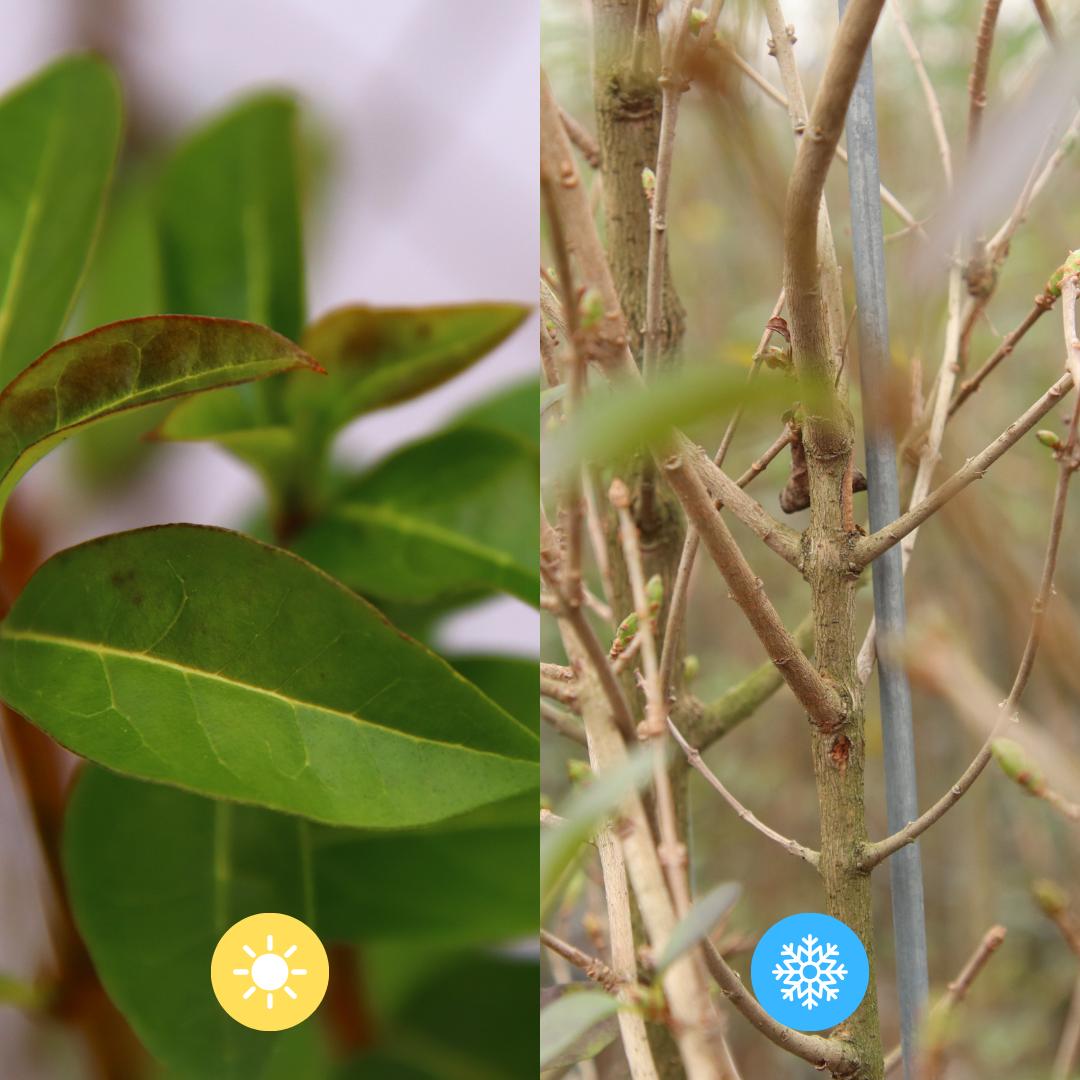 Ligustrum Ovalifolium - Privet Hedge - Pre Grown Hedge