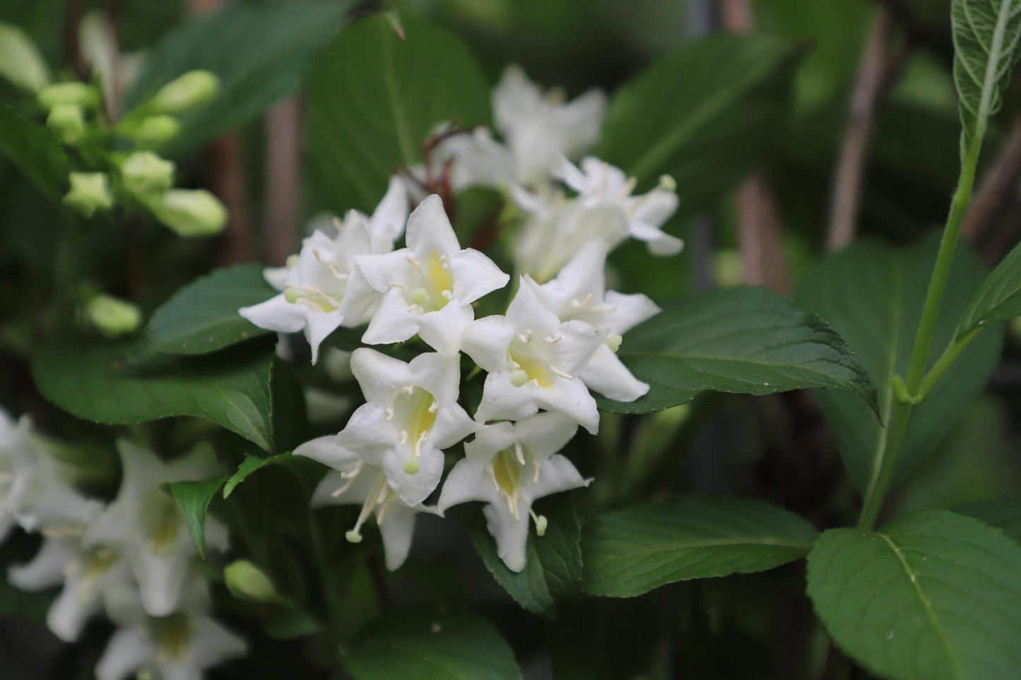 Weigela 'Candida' - Pre Grown Hedge