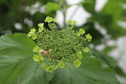 Viburnum opulus - Voorgegroeide haag