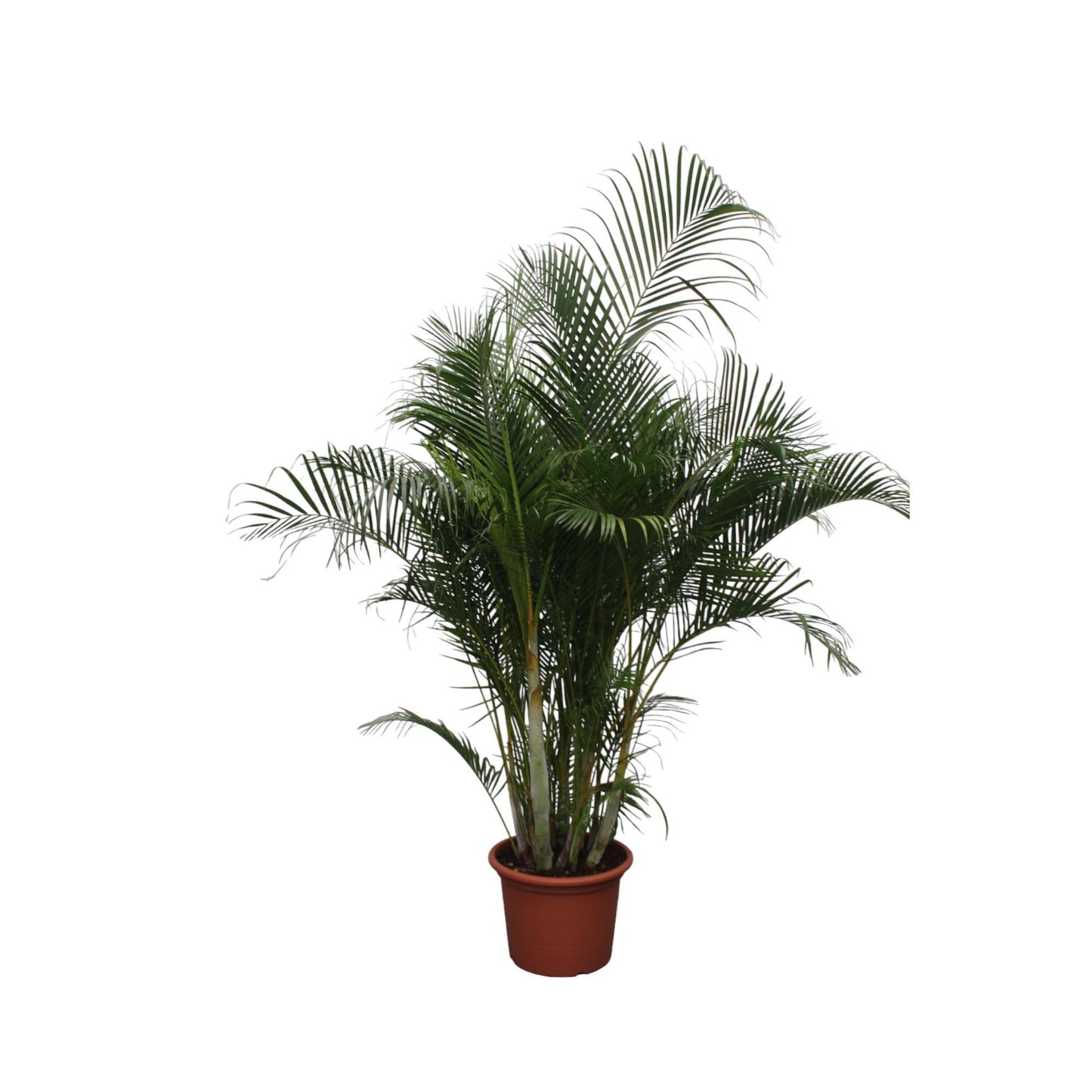 Hong Kong - Areca palm