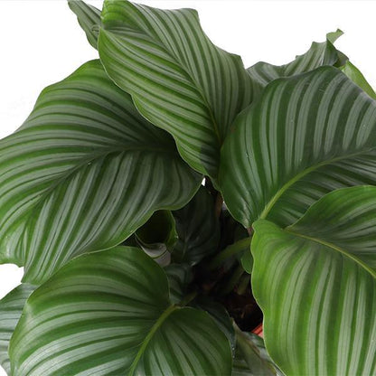 Venice - Calathea Orbifolia