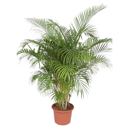 Hong Kong - Areca palm