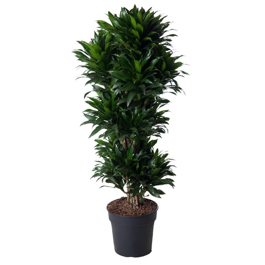 Barcelona - Dracaena Compacta