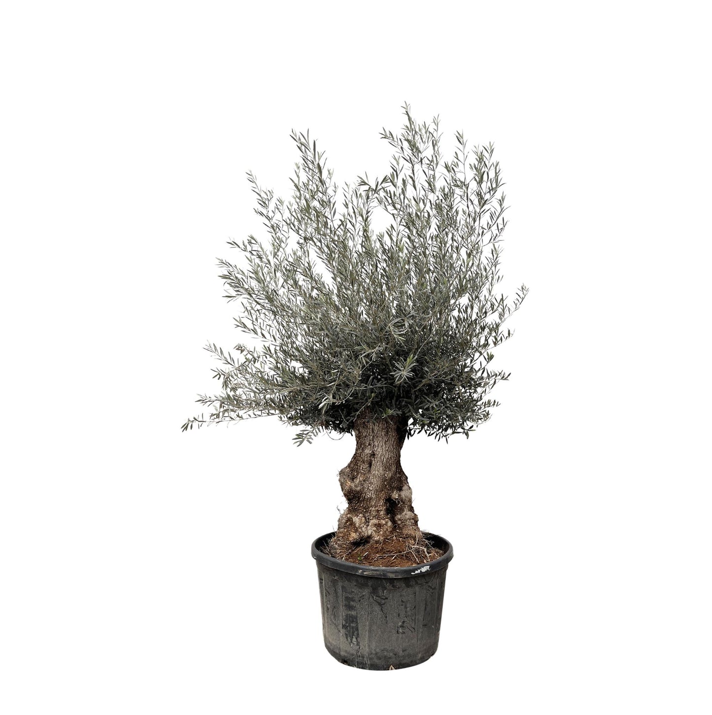 Casablanca - Olea Europaea Bonsai