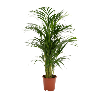 Hong Kong - Areca palm