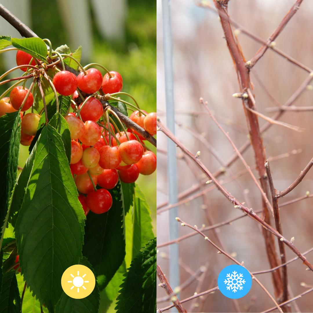 Prunus 'Duo-Cherry' - Cherry tree - Pre Grown Hedge