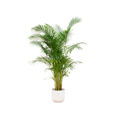 Hong Kong - Areca palm