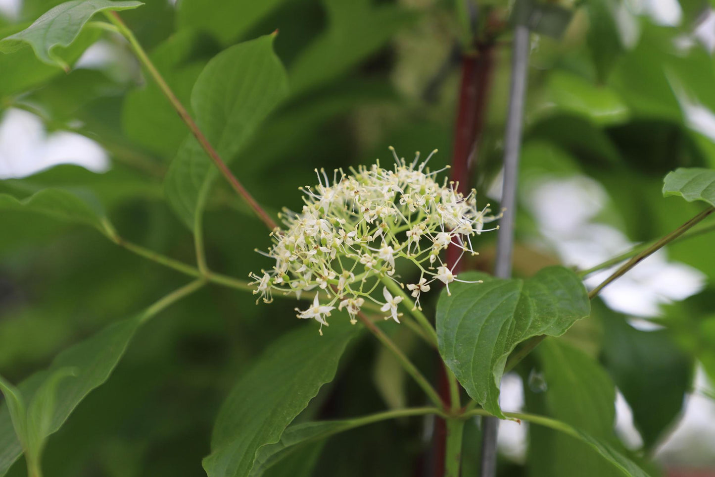 Cornus alba 'Sibirica' - Pre grown hedge