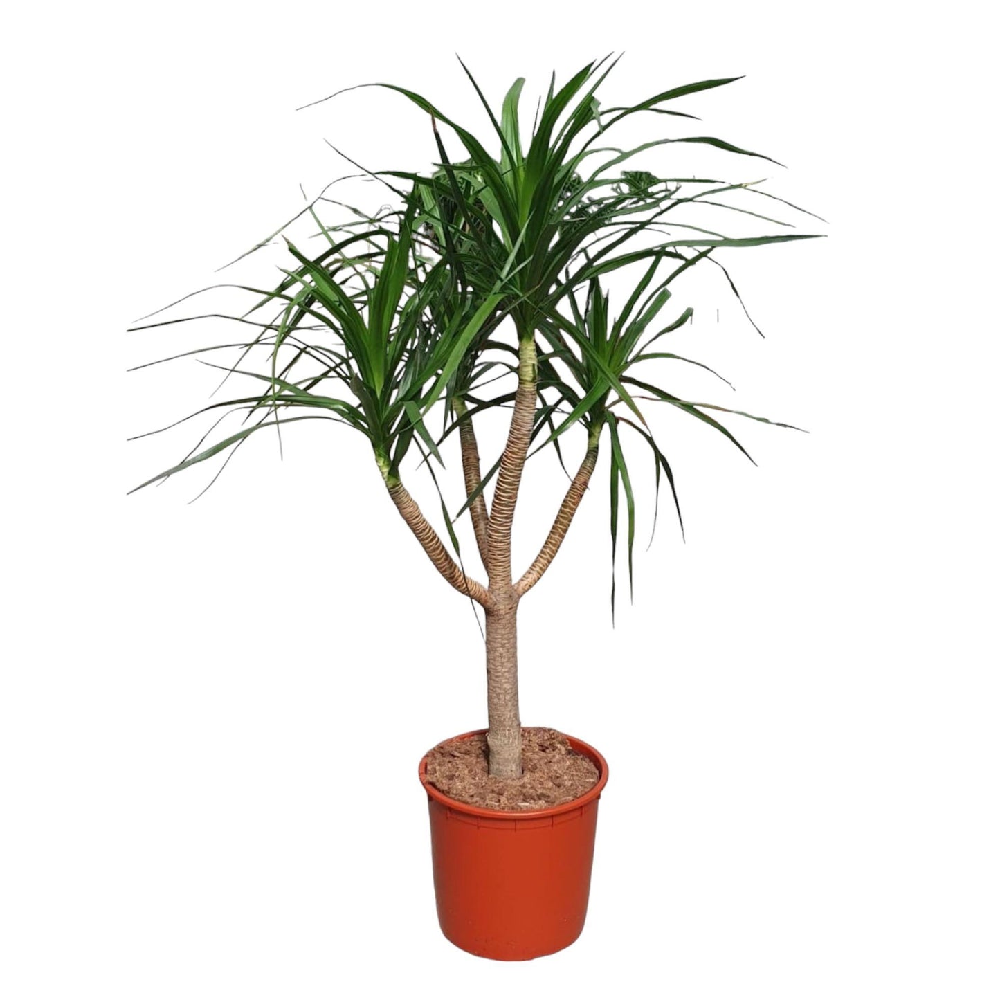 Caïro - Dracaena Draco