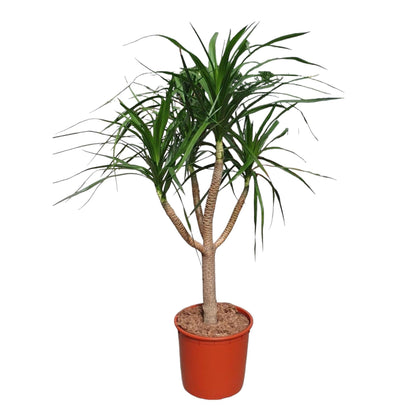 Caïro - Dracaena Draco