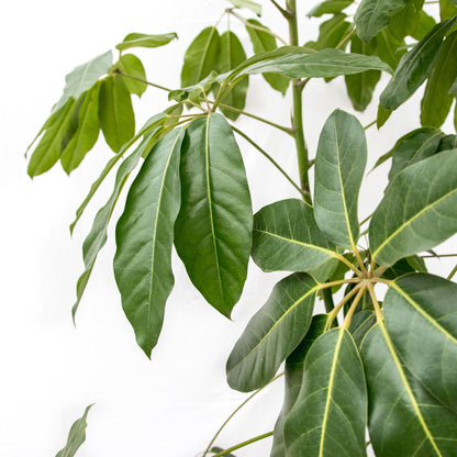 Essen - Schefflera Amate