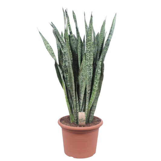 Moscow - Sansevieria Zeylenica