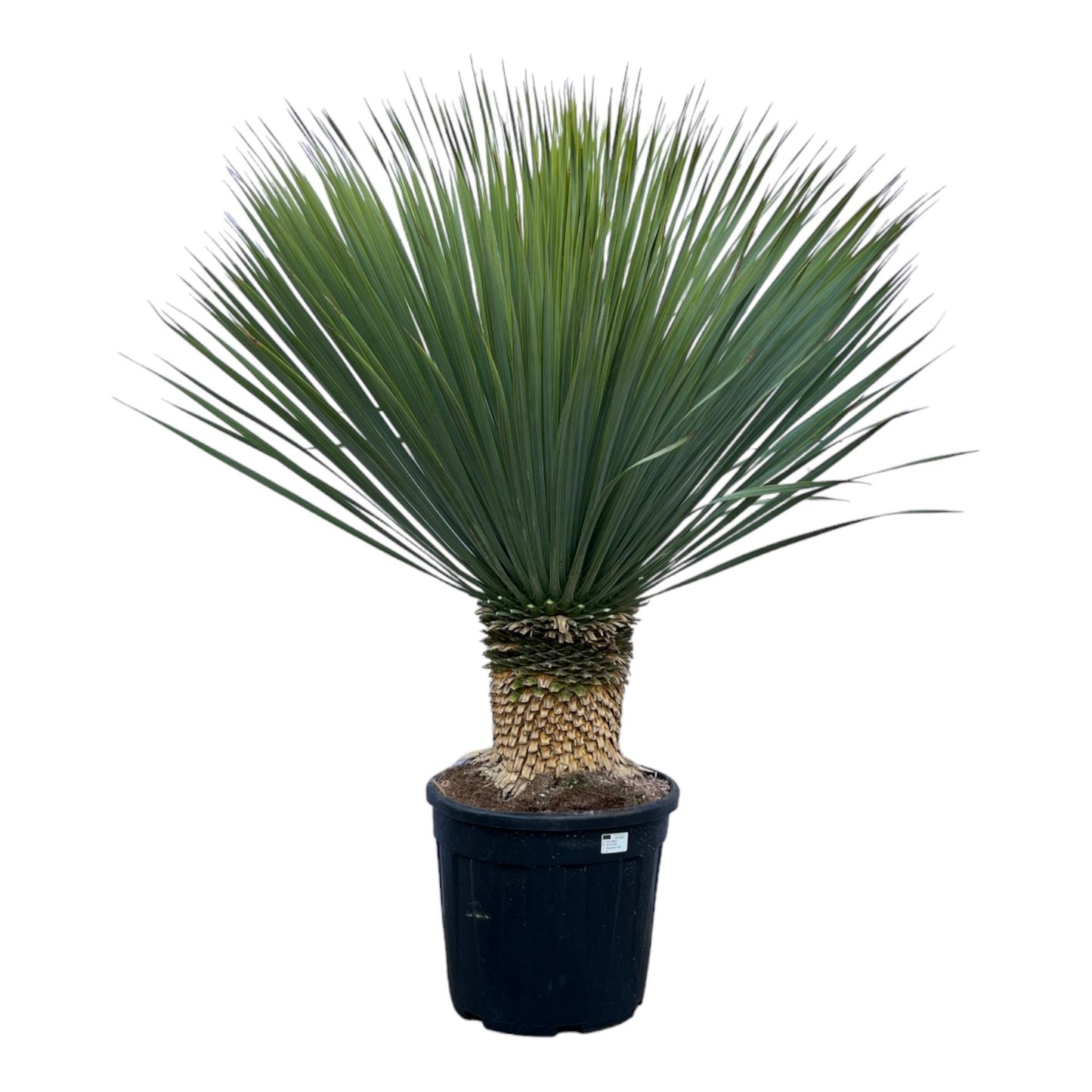 Toronto - Yucca Rostrata