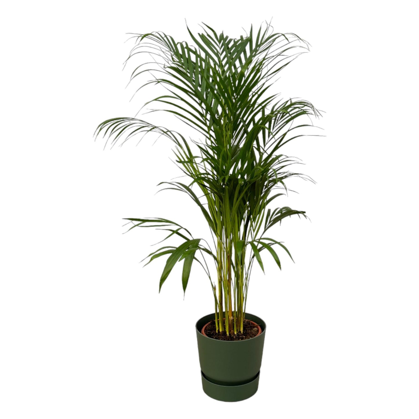 Hong Kong - Areca palm