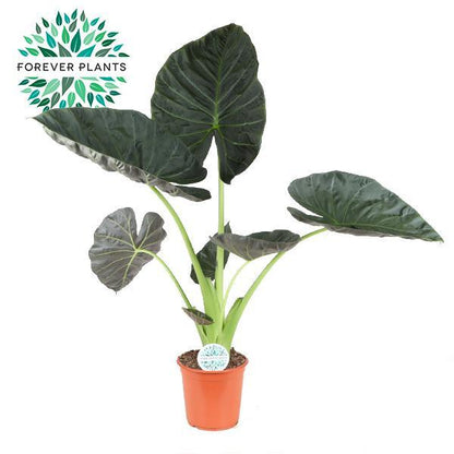 New York - Alocasia Regal Shield