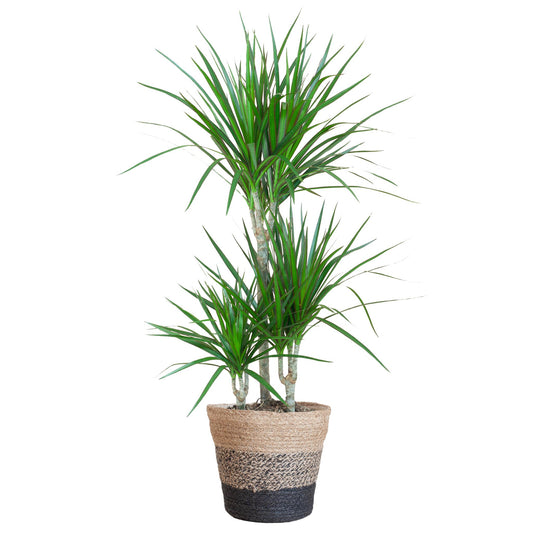 Houston - Dracaena Marginata