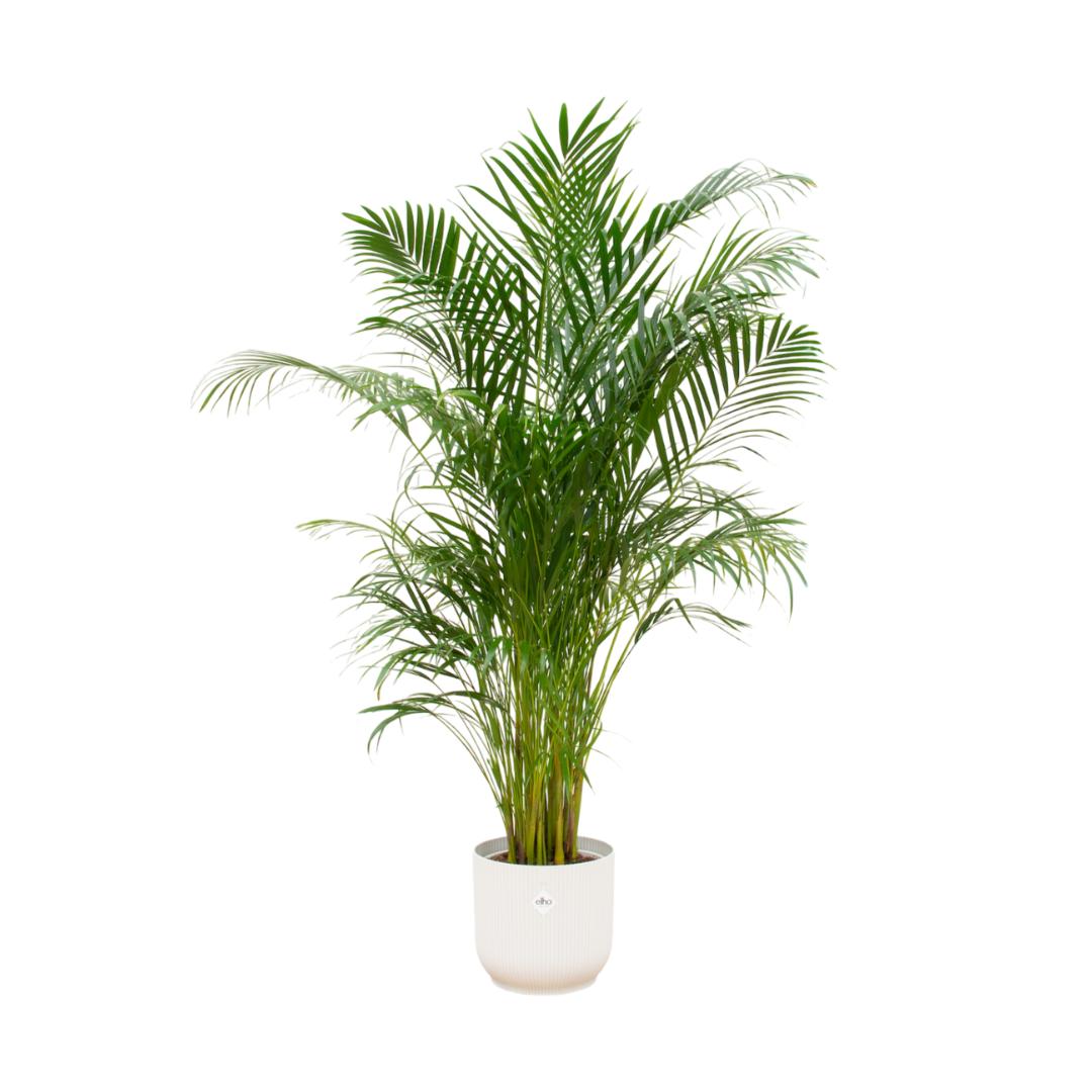 Hong Kong - Areca palm