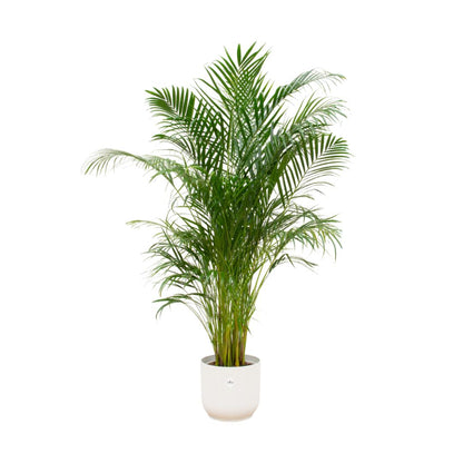 Hong Kong - Areca palm