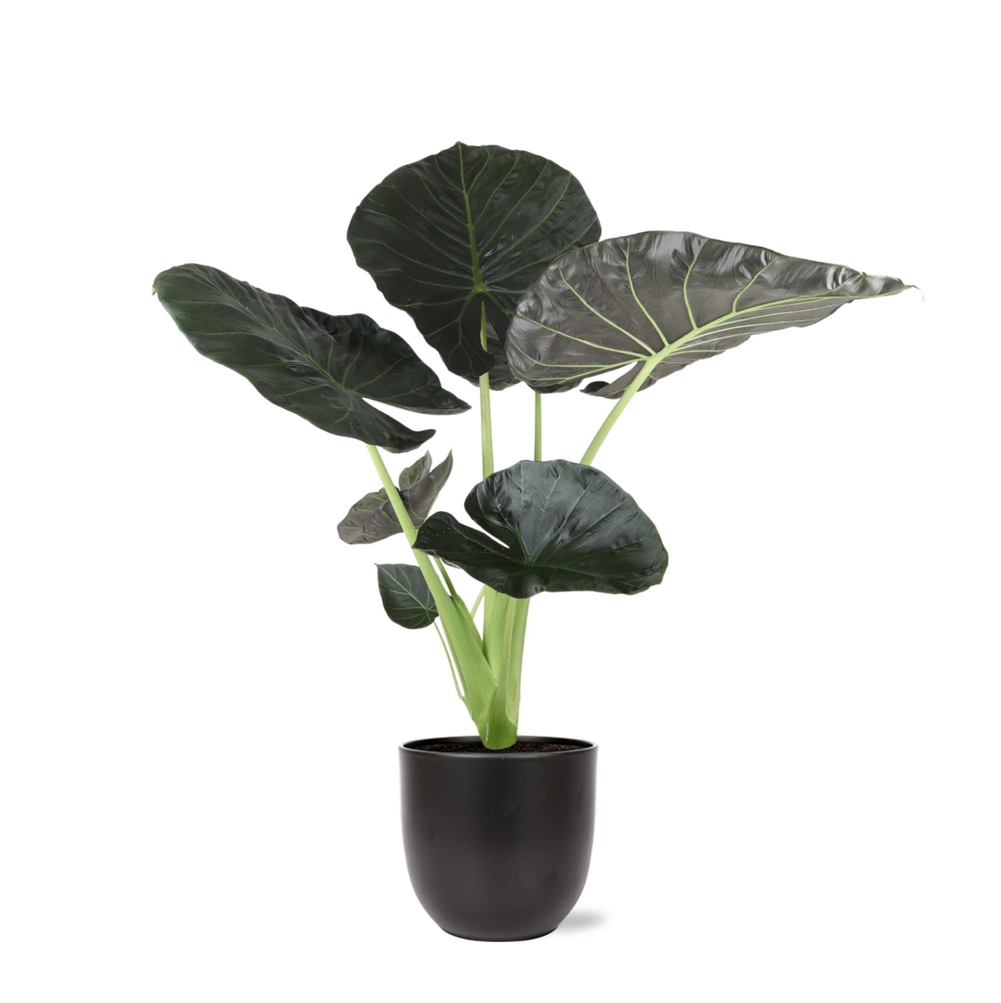 New York - Alocasia Regal Shield