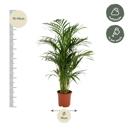 Hong Kong - Areca palm