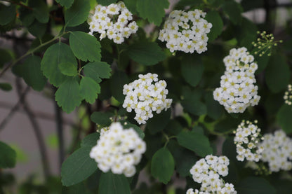 Spiraea vanhouttei - Pre Grown Hedge