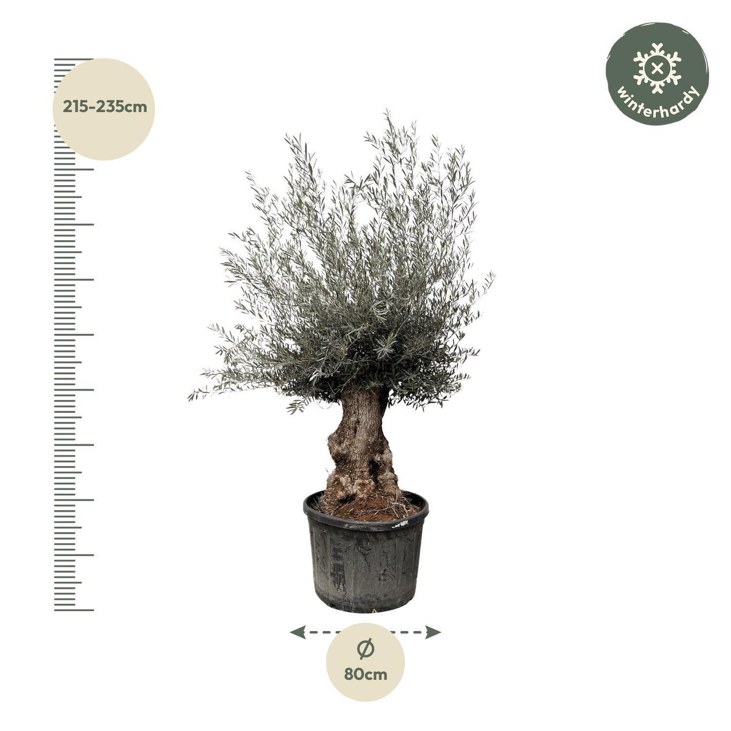 Casablanca - Olea Europaea Bonsai