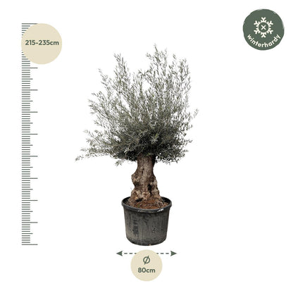 Casablanca - Olea Europaea Bonsai