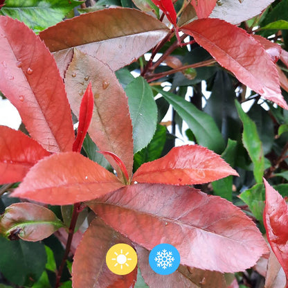 Photinia Fraseri 'Carré Rouge' - Glorious medlar - Pre Grown Hedge