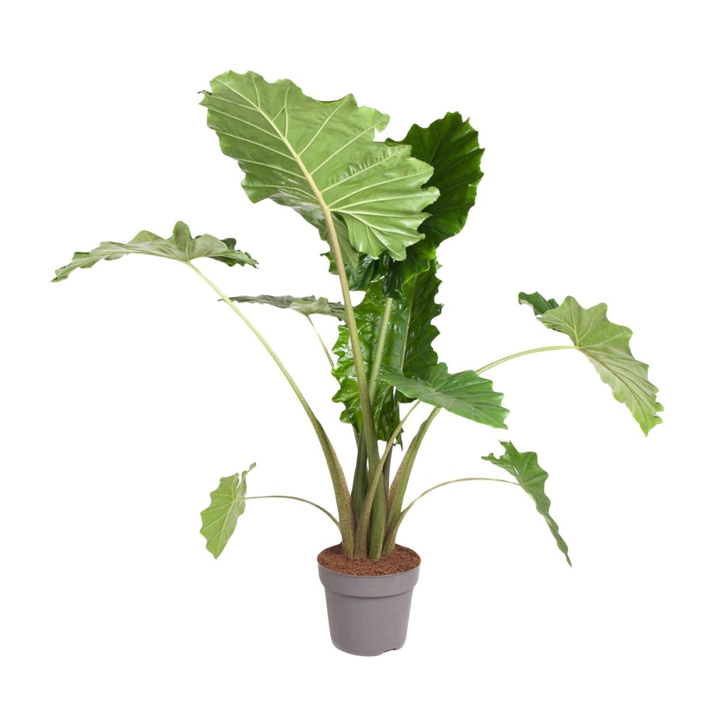 Dallas - Alocasia Portodora