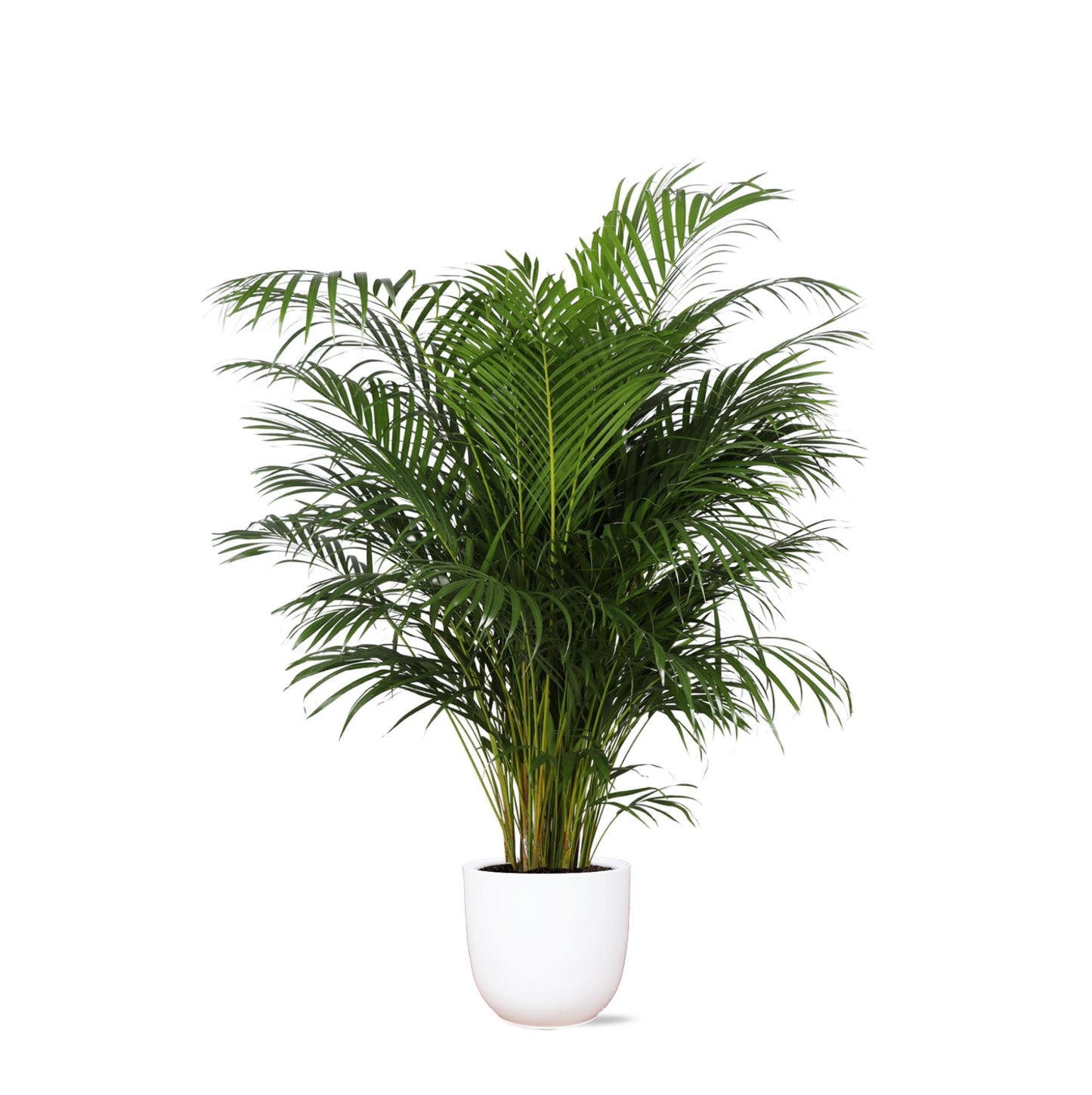 Hong Kong - Areca palm