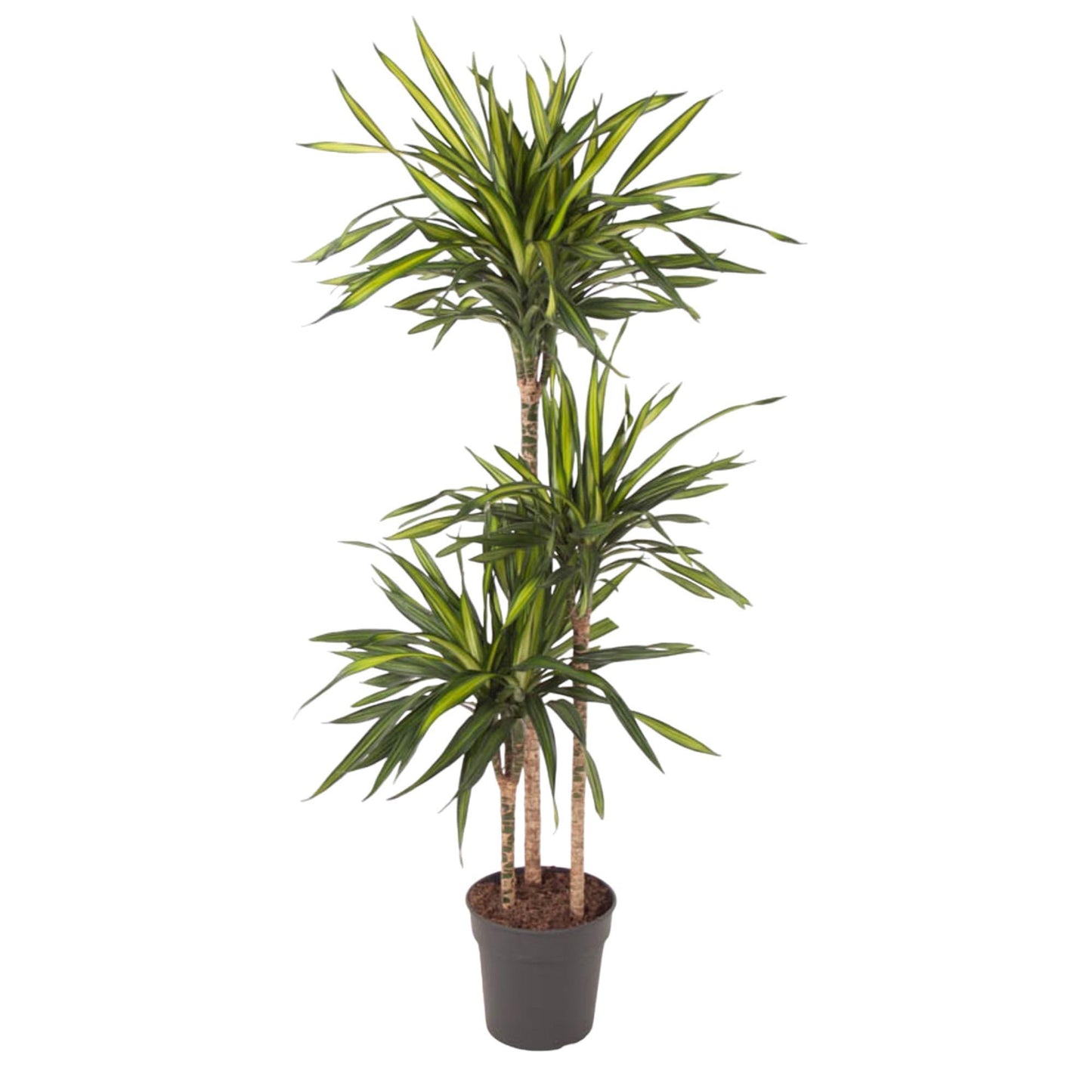 Lagos - Dracaena Riki