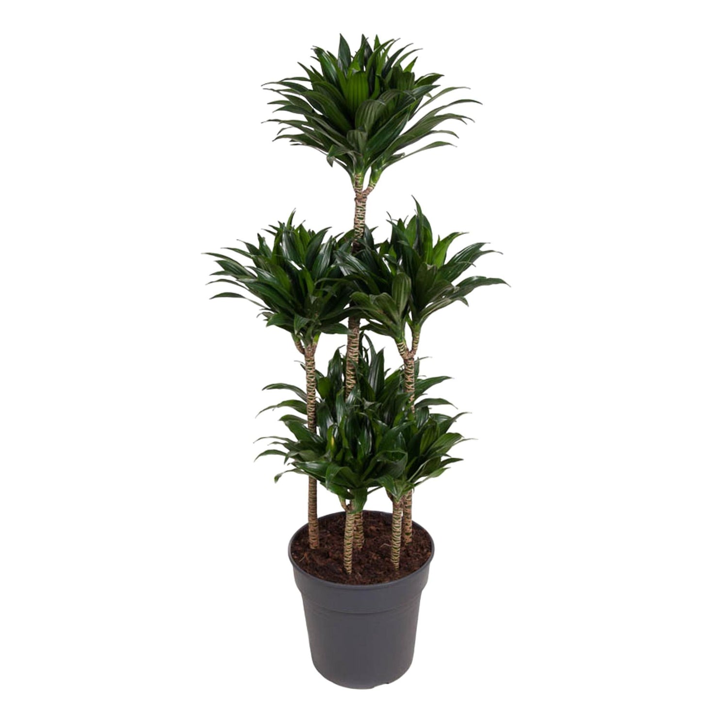 Barcelona - Dracaena Compacta